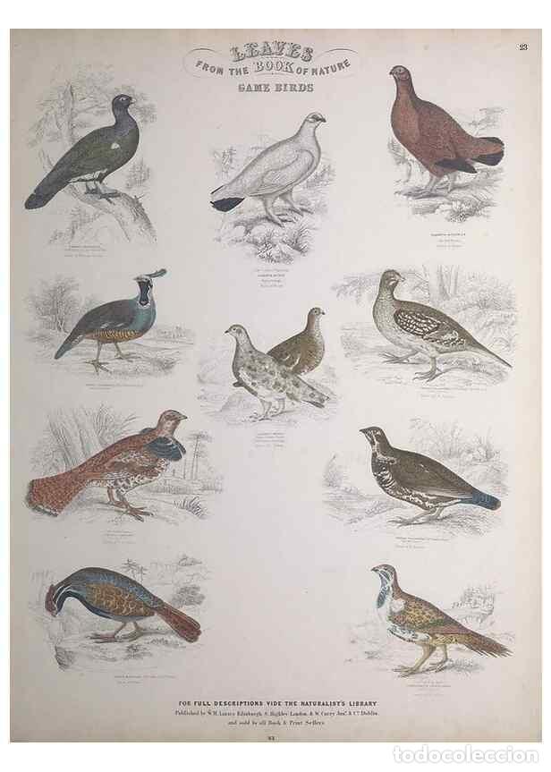 Sammeln von Zeitschriften und Zeitungen: Reproducci&oacute;n/Reproduction 49748848638: Leaves from the book of nature,. Edinburgh :W.H. Lizars;[184-