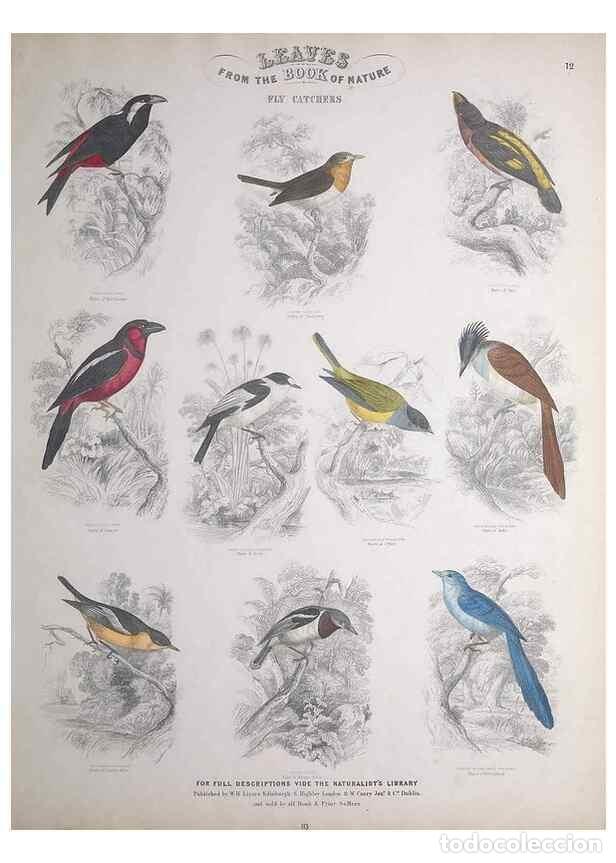 Sammeln von Zeitschriften und Zeitungen: Reproducci&oacute;n/Reproduction 49748846388: Leaves from the book of nature,. Edinburgh :W.H. Lizars;[184-