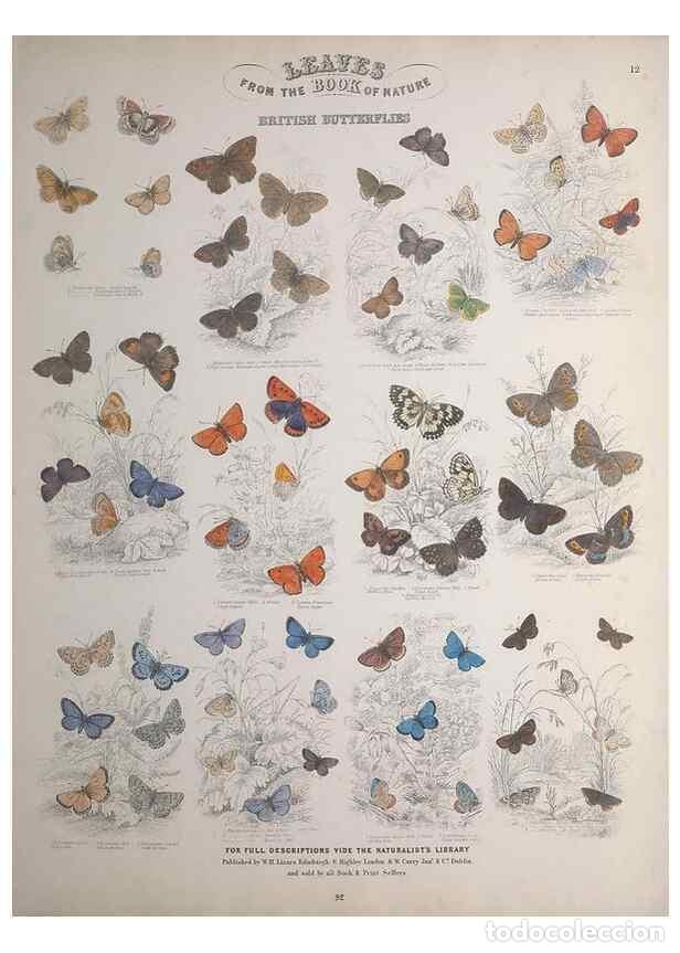 Collectionnisme de Revues et Journaux: Reproducci&oacute;n/Reproduction 49748859603: Leaves from the book of nature,. Edinburgh :W.H. Lizars;[184-