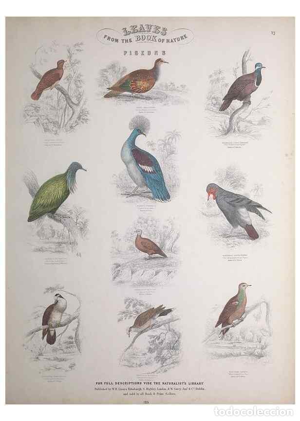 Collectionnisme de Revues et Journaux: Reproducci&oacute;n/Reproduction 49749389861: Leaves from the book of nature,. Edinburgh :W.H. Lizars;[184-