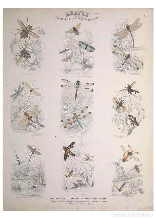 Collectionnisme de Revues et Journaux: Reproducci&oacute;n/Reproduction 49749731217: Leaves from the book of nature,. Edinburgh :W.H. Lizars;[184-