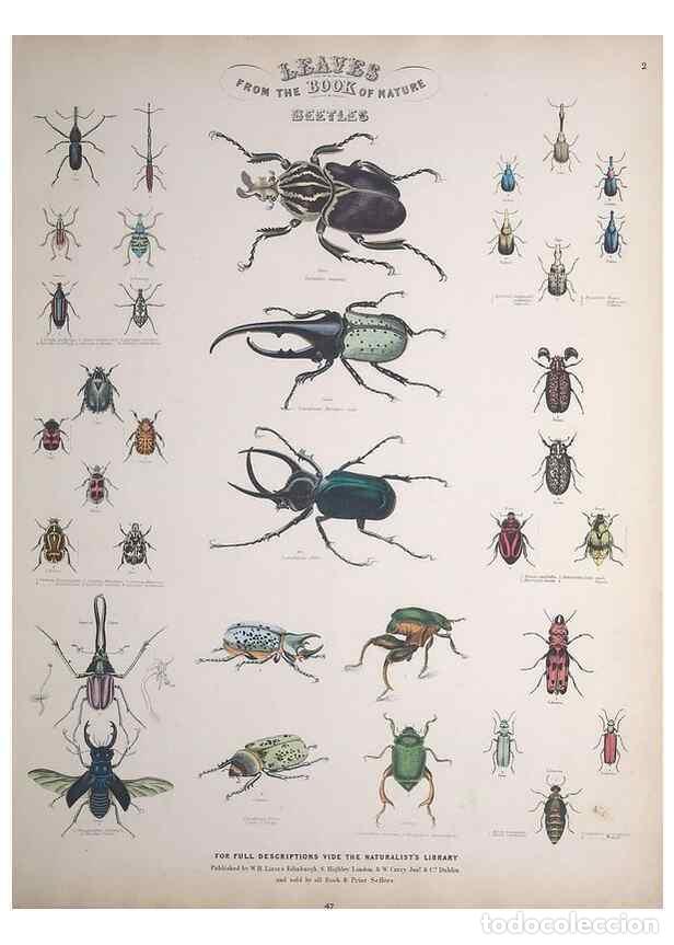 Collectionnisme de Revues et Journaux: Reproducci&oacute;n/Reproduction 49749727757: Leaves from the book of nature,. Edinburgh :W.H. Lizars;[184-