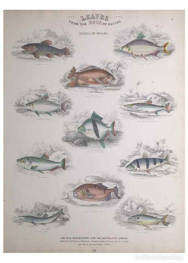 Collectionnisme de Revues et Journaux: Reproducci&oacute;n/Reproduction 49749397591: Leaves from the book of nature,. Edinburgh :W.H. Lizars;[184-