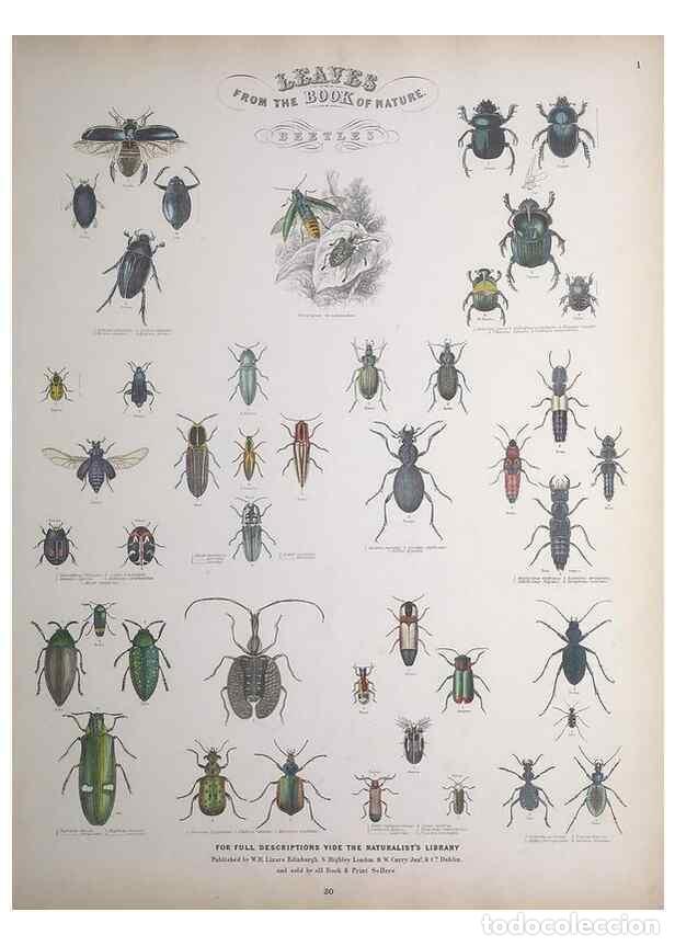 Collectionnisme de Revues et Journaux: Reproducci&oacute;n/Reproduction 49748857203: Leaves from the book of nature,. Edinburgh :W.H. Lizars;[184-