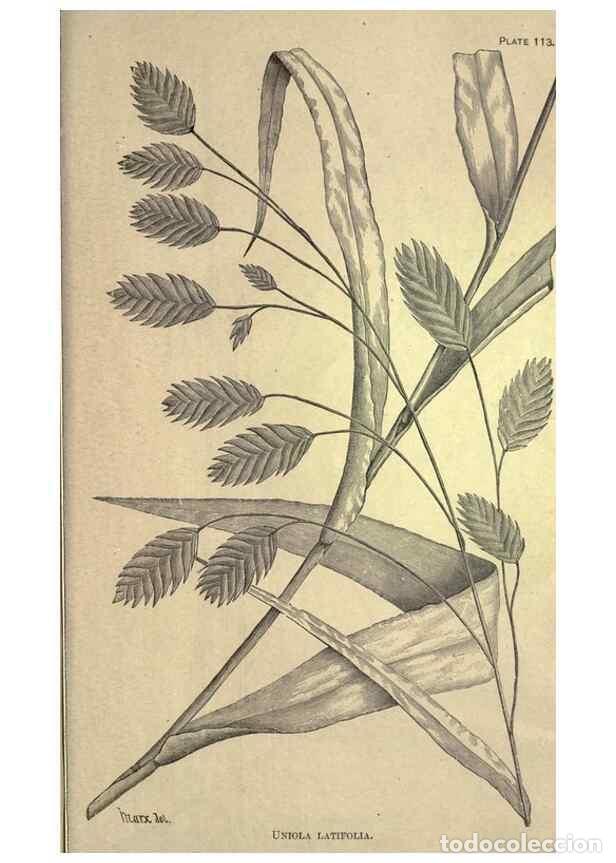 Collectionnisme de Revues et Journaux: Reproducci&oacute;n/Reproduction 49579202341: The agricultural grasses and forage plants of the United Stat