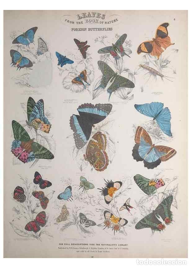 Collectionnisme de Revues et Journaux: Reproducci&oacute;n/Reproduction 49749728567: Leaves from the book of nature,. Edinburgh :W.H. Lizars;[184-