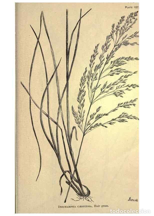 Collectionnisme de Revues et Journaux: Reproducci&oacute;n/Reproduction 49578696773: The agricultural grasses and forage plants of the United Stat