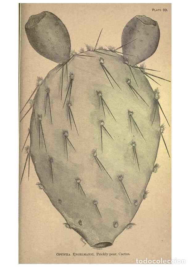 Collectionnisme de Revues et Journaux: Reproducci&oacute;n/Reproduction 49579198996: The agricultural grasses and forage plants of the United Stat