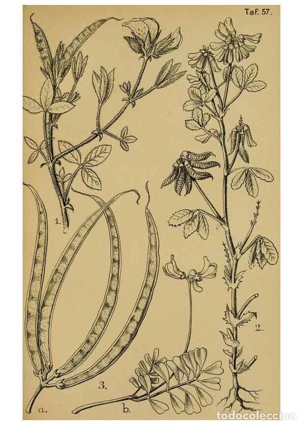 Coleccionismo de Revistas y Peri&oacute;dicos: Reproducci&oacute;n/Reproduction 49579753537: Die Pflanzenwelt Dalmatiens /. Leipzig :W. Klinkhardt,1911..