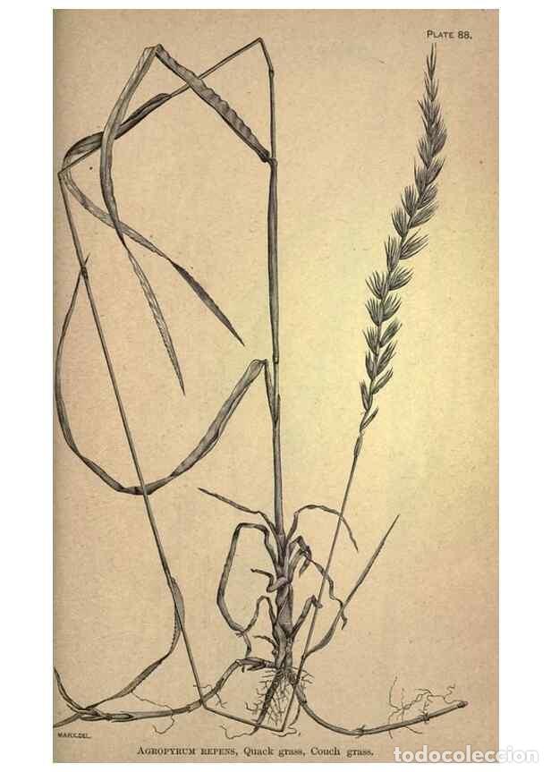 Coleccionismo de Revistas y Peri&oacute;dicos: Reproducci&oacute;n/Reproduction 49579196181: The agricultural grasses and forage plants of the United Stat