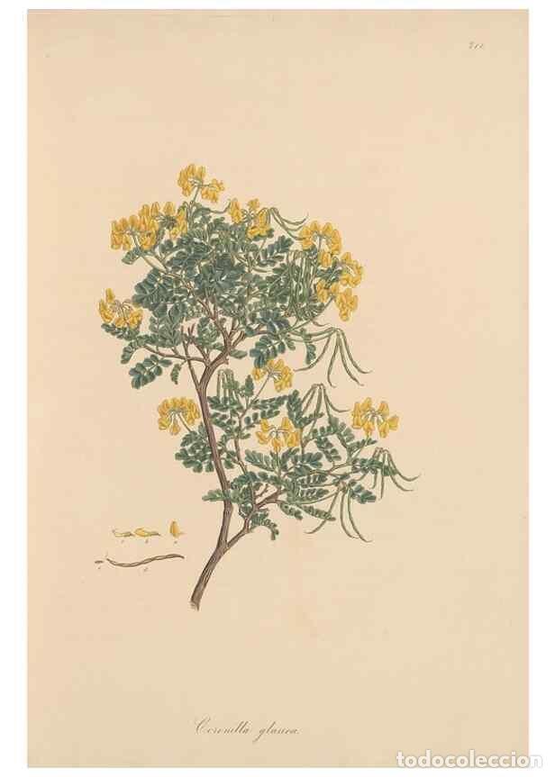 Coleccionismo de Revistas y Peri&oacute;dicos: Reproducci&oacute;n/Reproduction 49580041412: Flora Graeca, sive, Plantarum rariorum historia, quas in prov