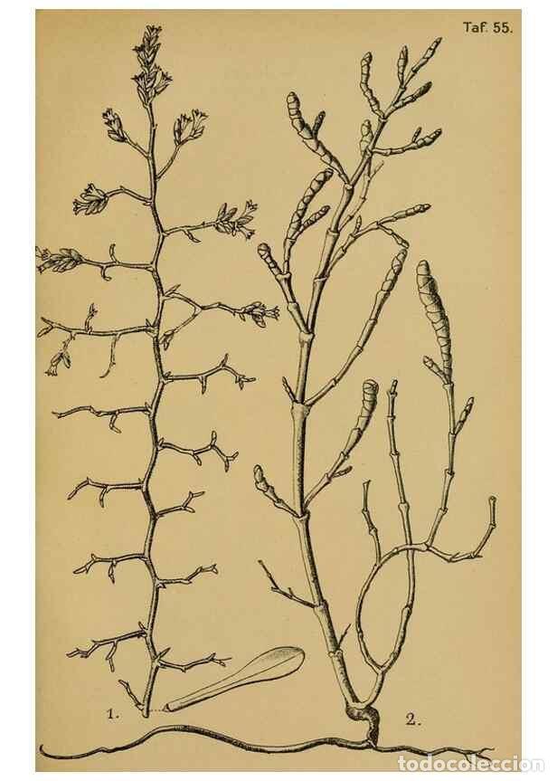 Coleccionismo de Revistas y Peri&oacute;dicos: Reproducci&oacute;n/Reproduction 49579752737: Die Pflanzenwelt Dalmatiens /. Leipzig :W. Klinkhardt,1911..