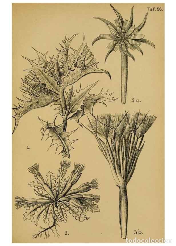 Coleccionismo de Revistas y Peri&oacute;dicos: Reproducci&oacute;n/Reproduction 49579528636: Die Pflanzenwelt Dalmatiens /. Leipzig :W. Klinkhardt,1911..