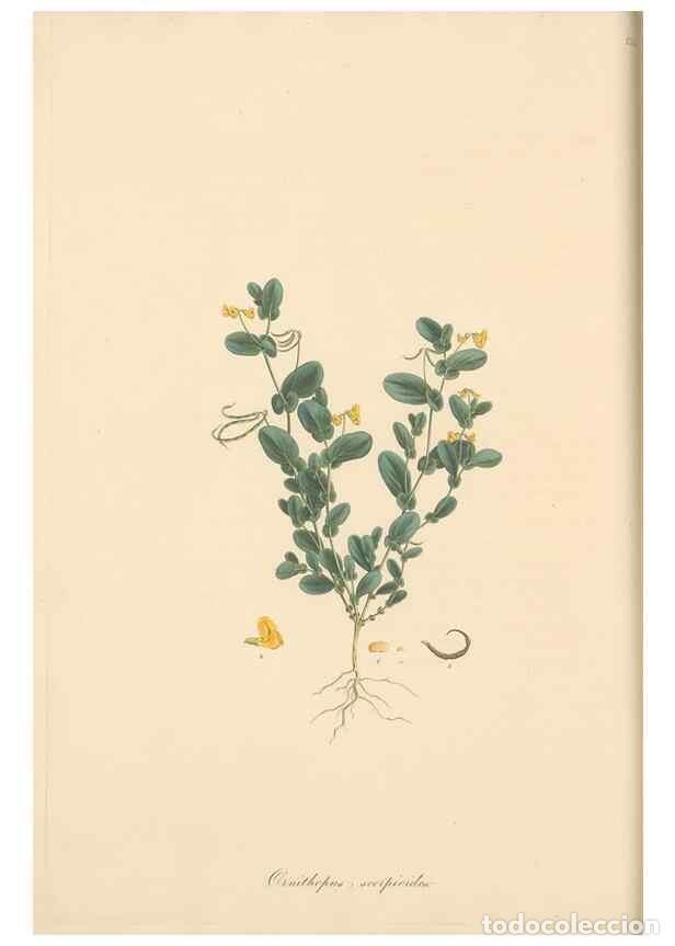 Coleccionismo de Revistas y Peri&oacute;dicos: Reproducci&oacute;n/Reproduction 49579816111: Flora Graeca, sive, Plantarum rariorum historia, quas in prov