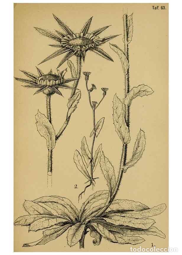 Coleccionismo de Revistas y Peri&oacute;dicos: Reproducci&oacute;n/Reproduction 49579025518: Die Pflanzenwelt Dalmatiens /. Leipzig :W. Klinkhardt,1911..