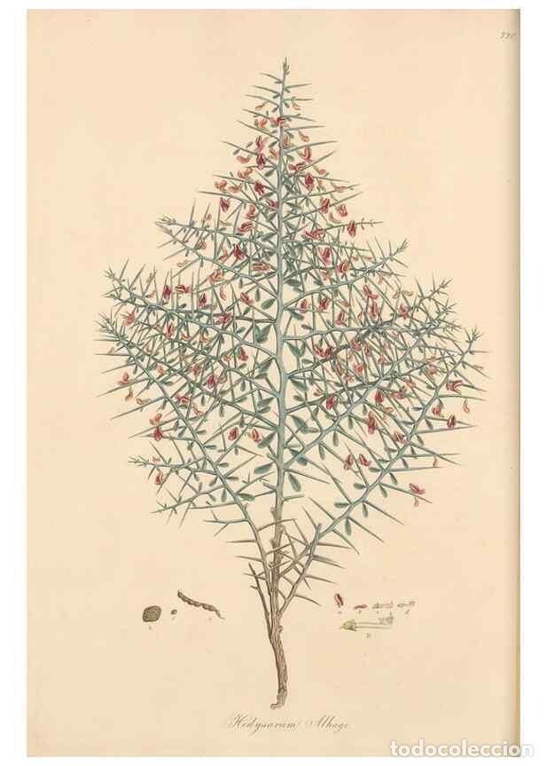 Coleccionismo de Revistas y Peri&oacute;dicos: Reproducci&oacute;n/Reproduction 49579314428: Flora Graeca, sive, Plantarum rariorum historia, quas in prov