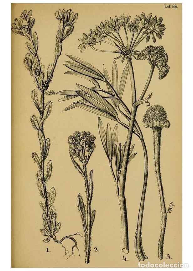 Collection Magazines and Newspapers: Reproducci&oacute;n/Reproduction 49579532301: Die Pflanzenwelt Dalmatiens /. Leipzig :W. Klinkhardt,1911..