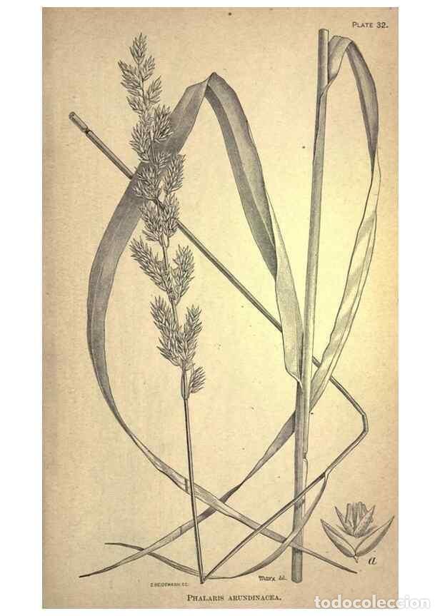 Collection Magazines and Newspapers: Reproducci&oacute;n/Reproduction 49579180046: The agricultural grasses and forage plants of the United Stat