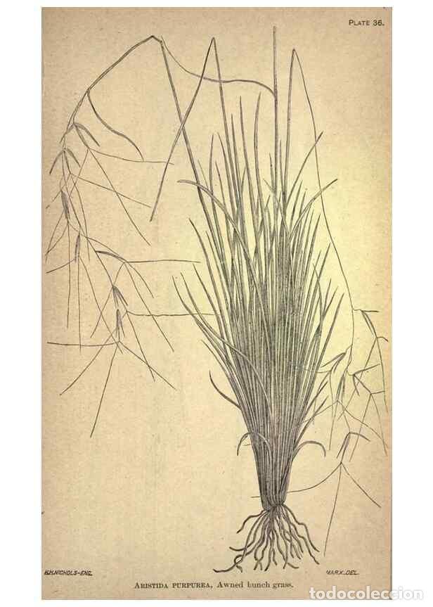 Collection Magazines and Newspapers: Reproducci&oacute;n/Reproduction 49578677508: The agricultural grasses and forage plants of the United Stat