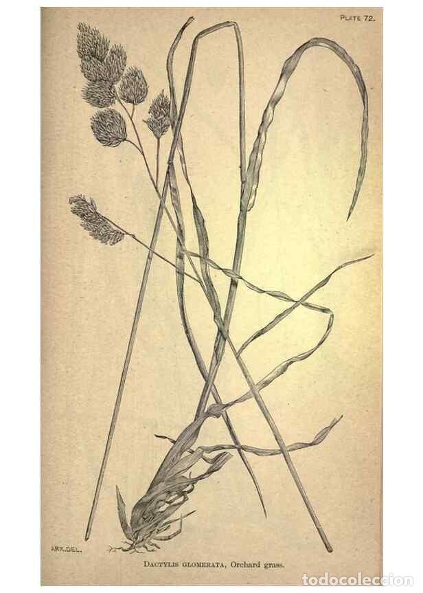 Collectionnisme de Revues et Journaux: Reproducci&oacute;n/Reproduction 49578687658: The agricultural grasses and forage plants of the United Stat