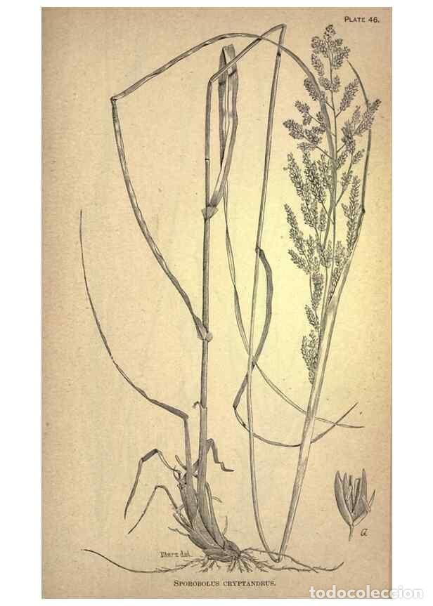 Collectionnisme de Revues et Journaux: Reproducci&oacute;n/Reproduction 49579410282: The agricultural grasses and forage plants of the United Stat