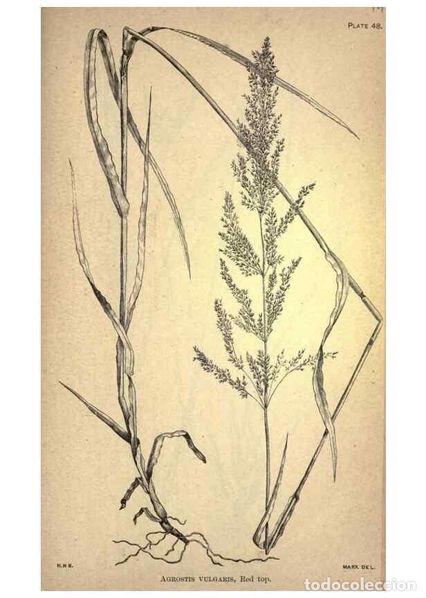 Collectionnisme de Revues et Journaux: Reproducci&oacute;n/Reproduction 49579184796: The agricultural grasses and forage plants of the United Stat