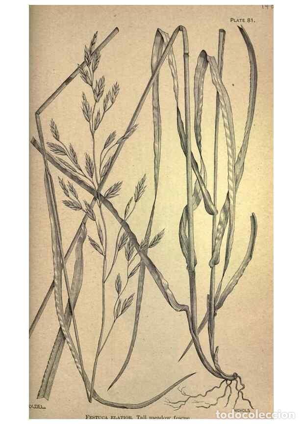 Collectionnisme de Revues et Journaux: Reproducci&oacute;n/Reproduction 49578690278: The agricultural grasses and forage plants of the United Stat