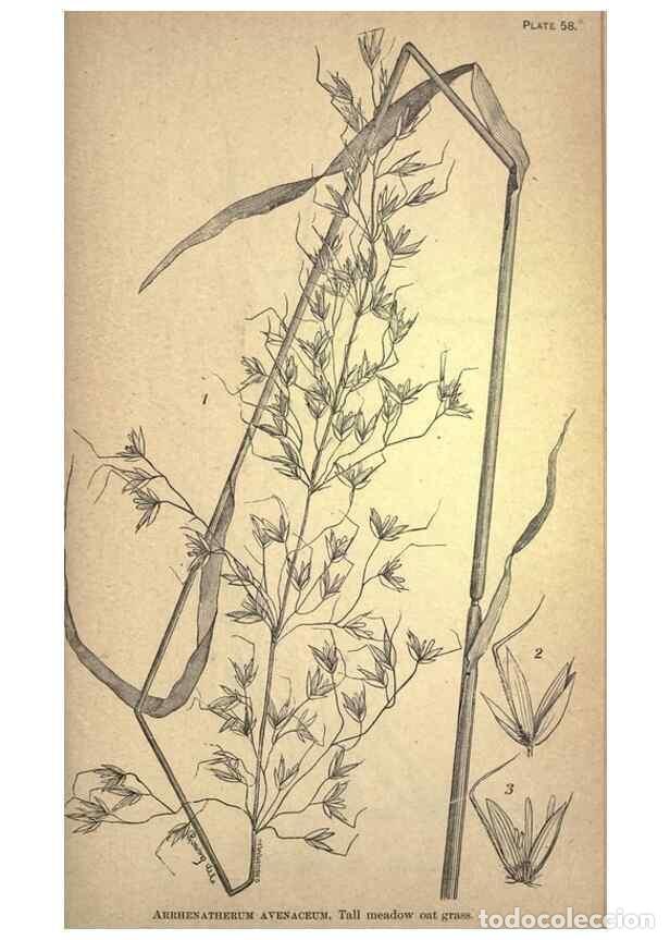 Collectionnisme de Revues et Journaux: Reproducci&oacute;n/Reproduction 49578683938: The agricultural grasses and forage plants of the United Stat