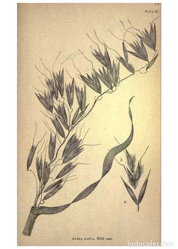 Collectionnisme de Revues et Journaux: Reproducci&oacute;n/Reproduction 49579413427: The agricultural grasses and forage plants of the United Stat