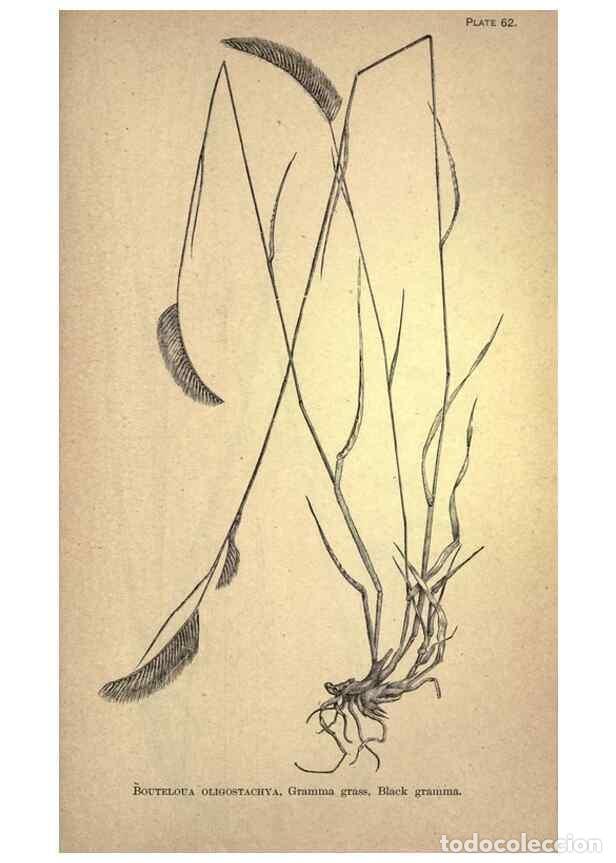 Collectionnisme de Revues et Journaux: Reproducci&oacute;n/Reproduction 49579414802: The agricultural grasses and forage plants of the United Stat