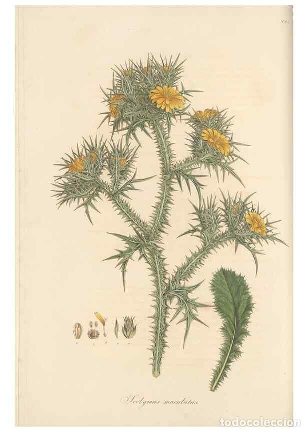 Collectionnisme de Revues et Journaux: Reproducci&oacute;n/Reproduction 49579390138: Flora Graeca, sive, Plantarum rariorum historia, quas in prov