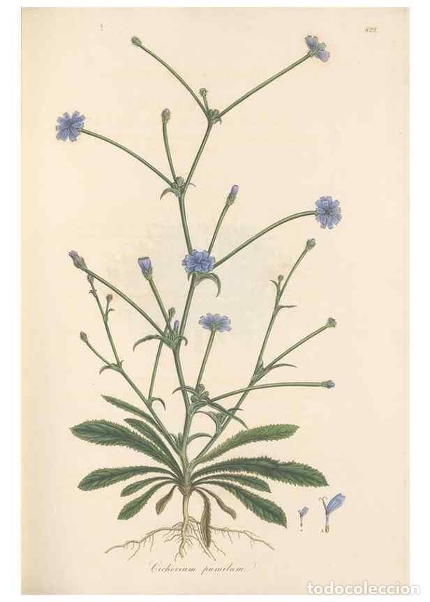 Collectionnisme de Revues et Journaux: Reproducci&oacute;n/Reproduction 49580118612: Flora Graeca, sive, Plantarum rariorum historia, quas in prov