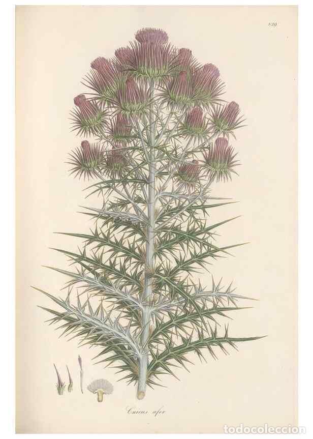 Collectionnisme de Revues et Journaux: Reproducci&oacute;n/Reproduction 49579391973: Flora Graeca, sive, Plantarum rariorum historia, quas in prov