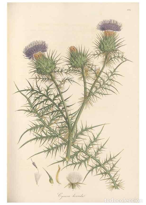 Collectionnisme de Revues et Journaux: Reproducci&oacute;n/Reproduction 49580122942: Flora Graeca, sive, Plantarum rariorum historia, quas in prov