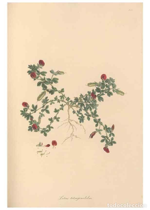 Colecionismo de Revistas e Jornais: Reproducci&oacute;n/Reproduction 49579327353: Flora Graeca, sive, Plantarum rariorum historia, quas in prov