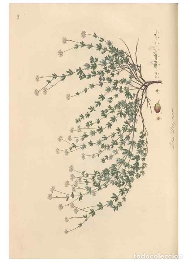 Colecionismo de Revistas e Jornais: Reproducci&oacute;n/Reproduction 49579329278: Flora Graeca, sive, Plantarum rariorum historia, quas in prov