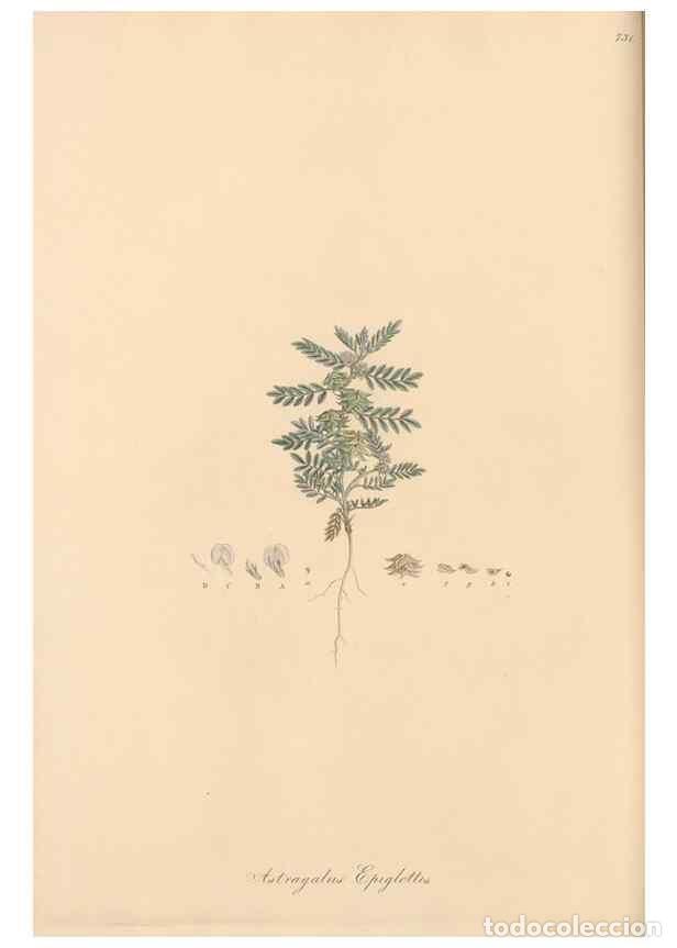 Colecionismo de Revistas e Jornais: Reproducci&oacute;n/Reproduction 49579821491: Flora Graeca, sive, Plantarum rariorum historia, quas in prov