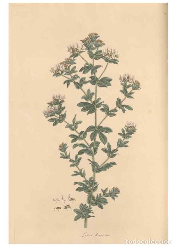 Colecionismo de Revistas e Jornais: Reproducci&oacute;n/Reproduction 49580059337: Flora Graeca, sive, Plantarum rariorum historia, quas in prov