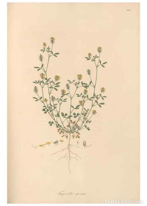 Colecionismo de Revistas e Jornais: Reproducci&oacute;n/Reproduction 49579834146: Flora Graeca, sive, Plantarum rariorum historia, quas in prov