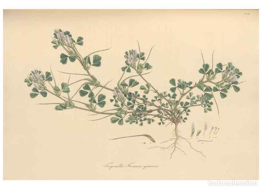 Colecionismo de Revistas e Jornais: Reproducci&oacute;n/Reproduction 49579835076: Flora Graeca, sive, Plantarum rariorum historia, quas in prov