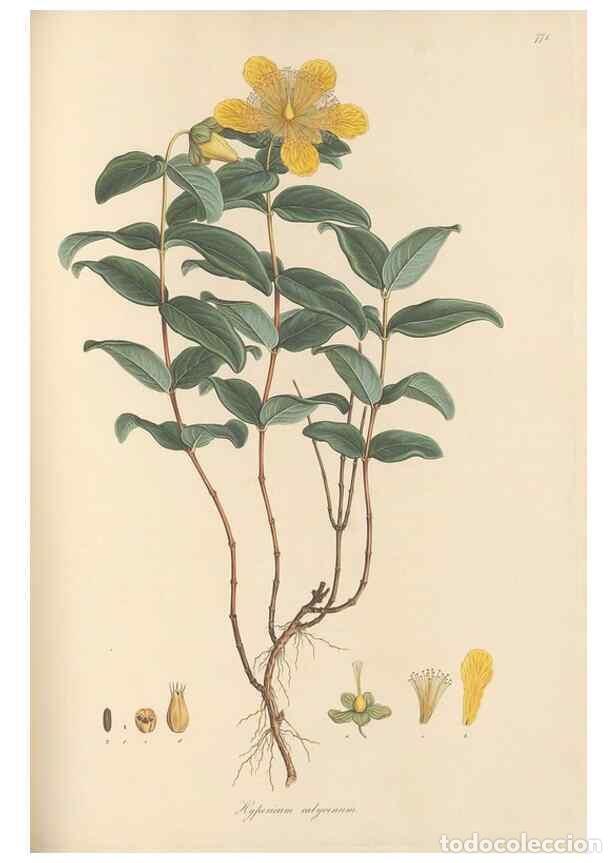 Colecionismo de Revistas e Jornais: Reproducci&oacute;n/Reproduction 49580063247: Flora Graeca, sive, Plantarum rariorum historia, quas in prov