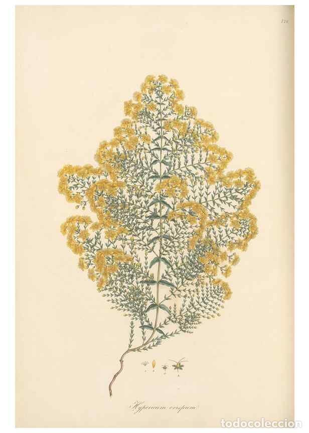 Collectionnisme de Revues et Journaux: Reproducci&oacute;n/Reproduction 49580065117: Flora Graeca, sive, Plantarum rariorum historia, quas in prov