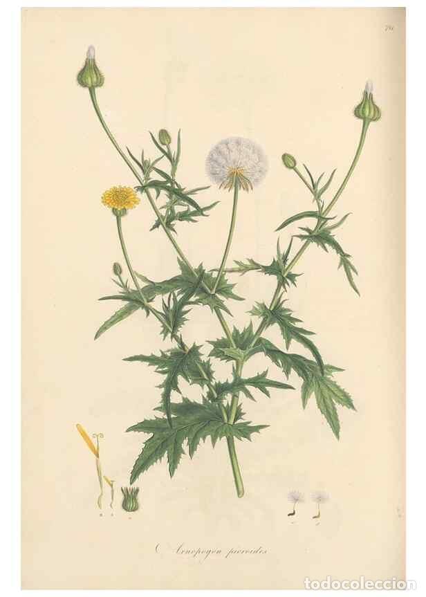 Collectionnisme de Revues et Journaux: Reproducci&oacute;n/Reproduction 49580066757: Flora Graeca, sive, Plantarum rariorum historia, quas in prov