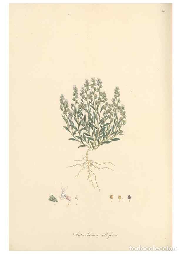 Collectionnisme de Revues et Journaux: Reproducci&oacute;n/Reproduction 49557679496: Flora Graeca, sive, Plantarum rariorum historia, quas in prov