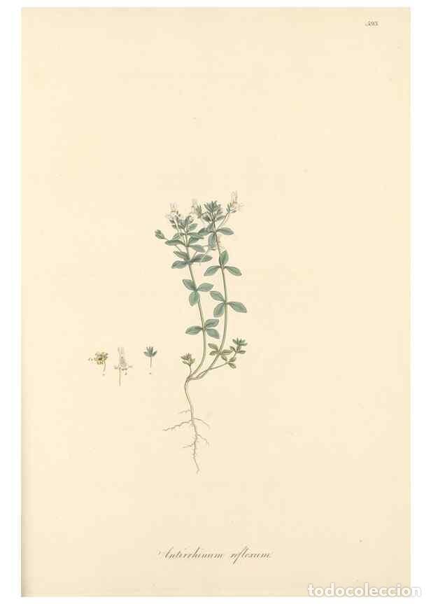 Collectionnisme de Revues et Journaux: Reproducci&oacute;n/Reproduction 49557184178: Flora Graeca, sive, Plantarum rariorum historia, quas in prov