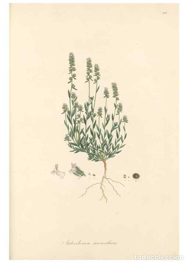 Collectionnisme de Revues et Journaux: Reproducci&oacute;n/Reproduction 49557913757: Flora Graeca, sive, Plantarum rariorum historia, quas in prov