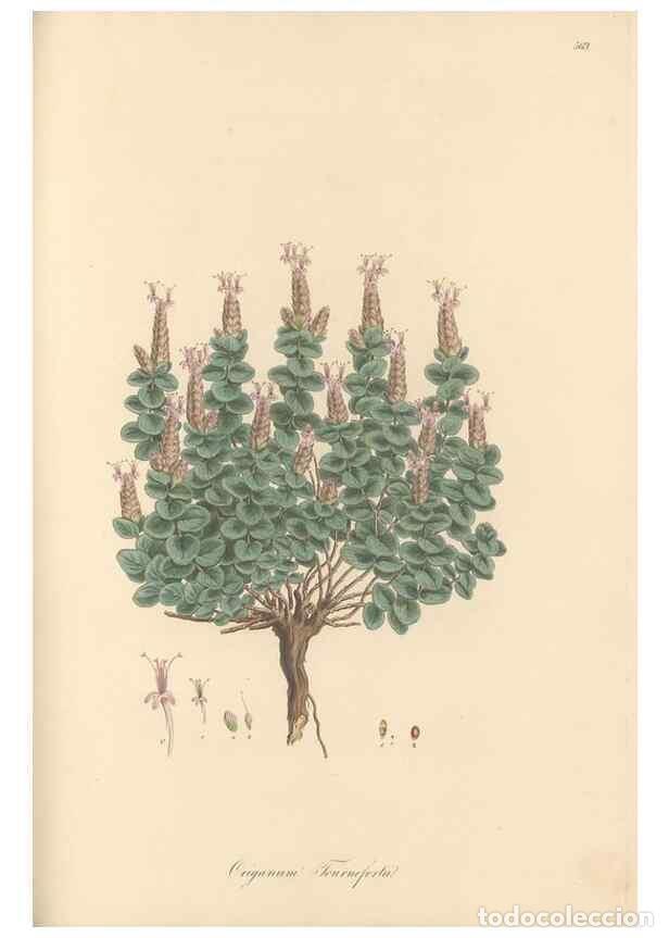 Collectionnisme de Revues et Journaux: Reproducci&oacute;n/Reproduction 49557673586: Flora Graeca, sive, Plantarum rariorum historia, quas in prov