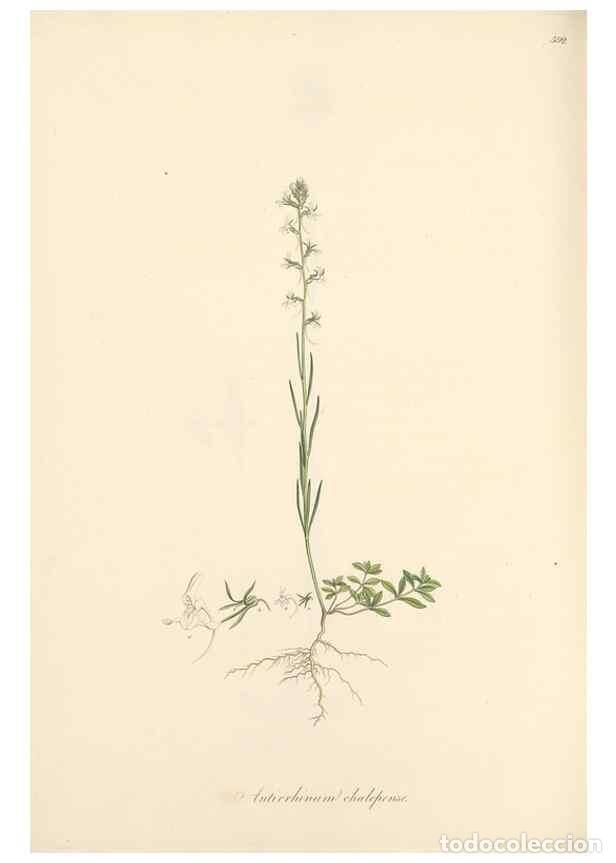 Collectionnisme de Revues et Journaux: Reproducci&oacute;n/Reproduction 49557680636: Flora Graeca, sive, Plantarum rariorum historia, quas in prov