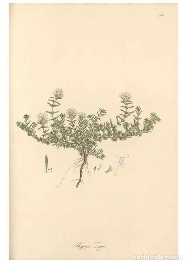 Collectionnisme de Revues et Journaux: Reproducci&oacute;n/Reproduction 49557675241: Flora Graeca, sive, Plantarum rariorum historia, quas in prov