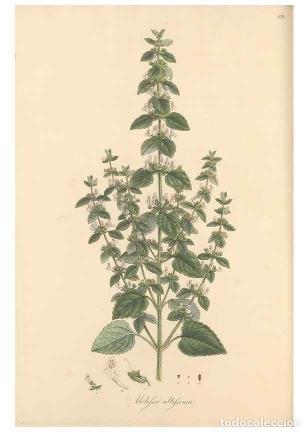 Collectionnisme de Revues et Journaux: Reproducci&oacute;n/Reproduction 49557911417: Flora Graeca, sive, Plantarum rariorum historia, quas in prov